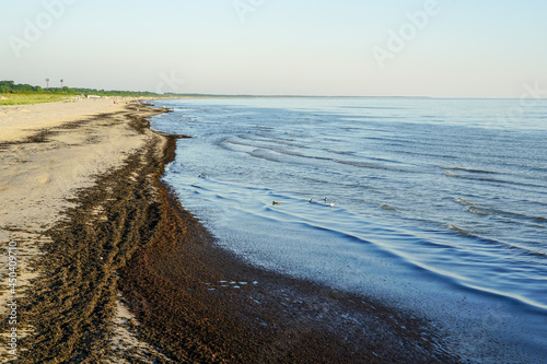 Fototapeta Naklejka Na Ścianę i Meble -  view of the Baltic Sea coast, covered with washed out sea grass