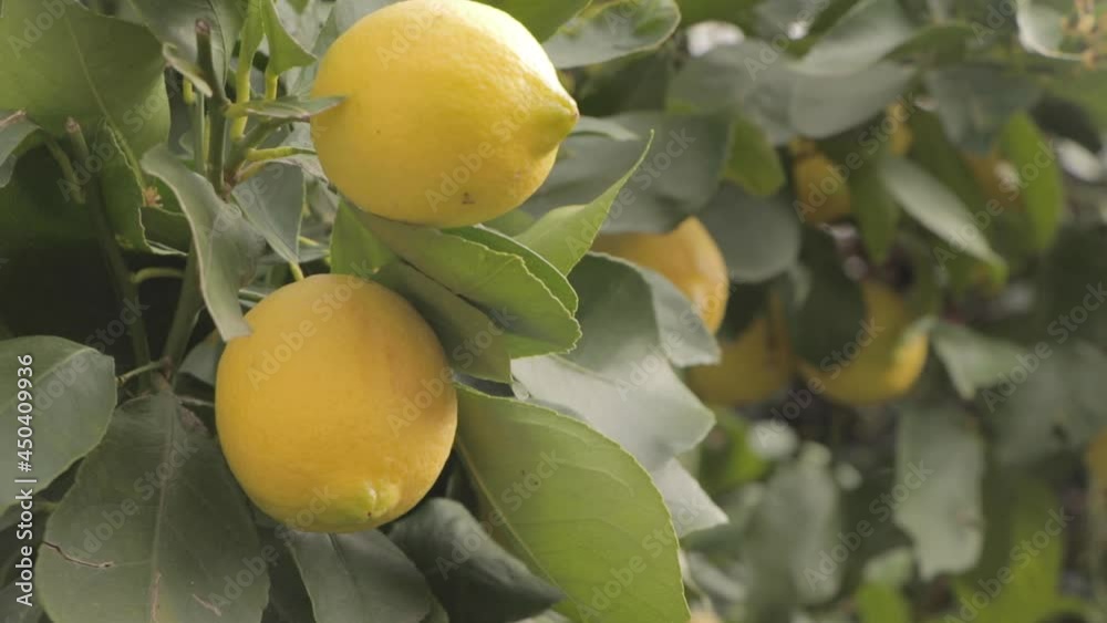 Detail of lemon tree with ripe lemons ready to harvest and consume.