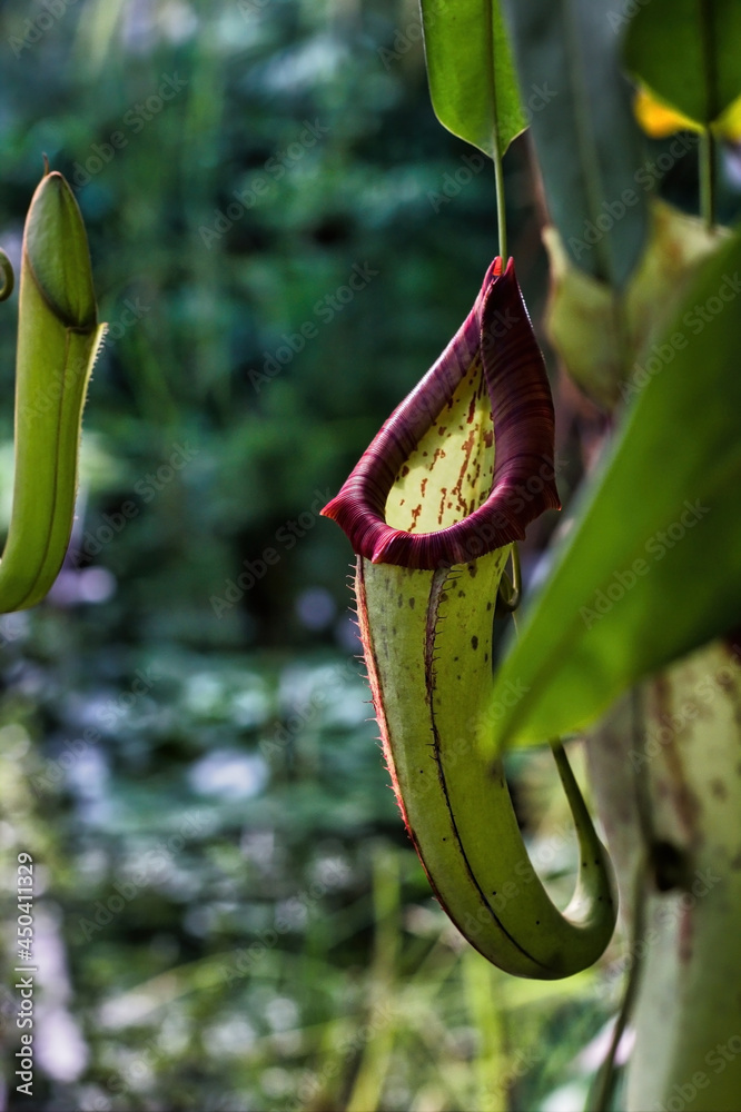Close up of Nepenthes veitchii, or Veitch's pitcher plant, is a Nepenthes species from the island of Borneo grown in its natural habitat.