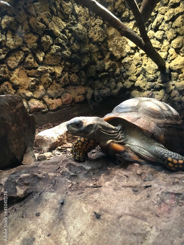 giant island tortoise