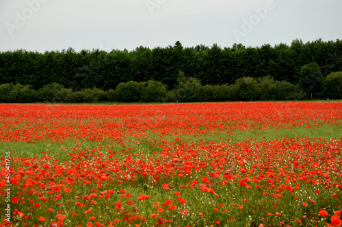 red poppies on the meadow in summer, red poppies