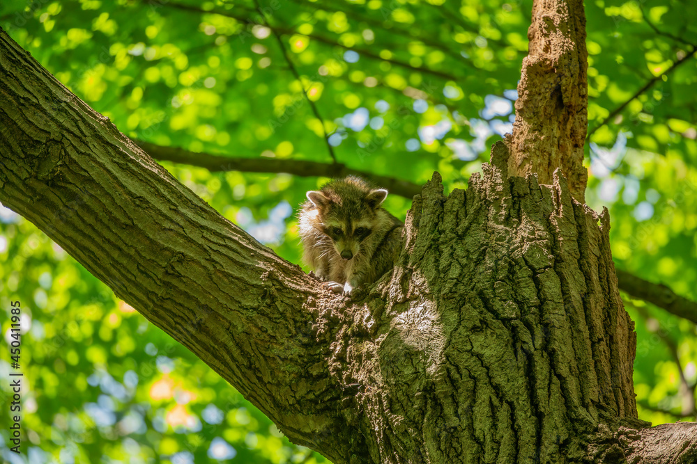 The Raccoon ( Procyon lotor) on a tree in the state park