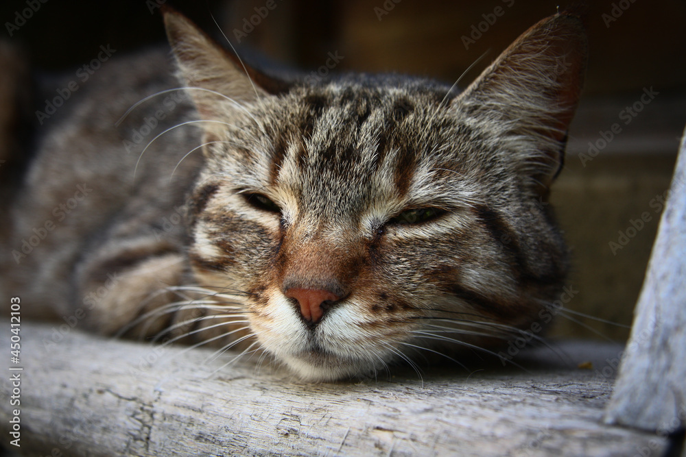 Brown, Black and White Tabby Cat Sleeping Close-up