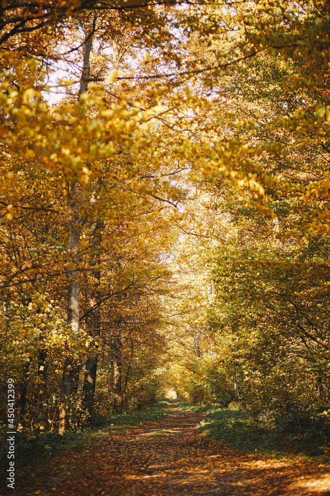 Obraz premium Beautiful autumn road with yellow leaves in sunny autumn woods. Autumnal background. Beautiful fall forest with pathway. Travel and hiking in autumn mountains