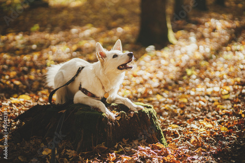 Cute dog training on old stump in sunny autumn woods. Adorable swiss shepherd white dog in harness and leash in beautiful fall forest. Hiking with pet