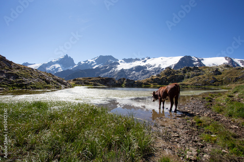 Cow at the eye of Lac L  rie on the Plateau d Emparis near La Grave overlooking the Majestic Mountain of La Meije in the French Alps