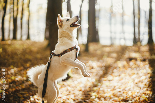 Cute dog training on old stump in sunny autumn woods. Adorable swiss shepherd white dog in harness and leash in beautiful fall forest. Smart dog learning. Hiking with pet