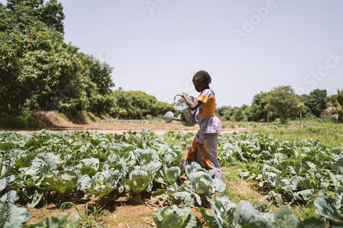 Serious small black African girl lifting a heavy metal watering can stanging in a cabbage field under a hot blue sky photo