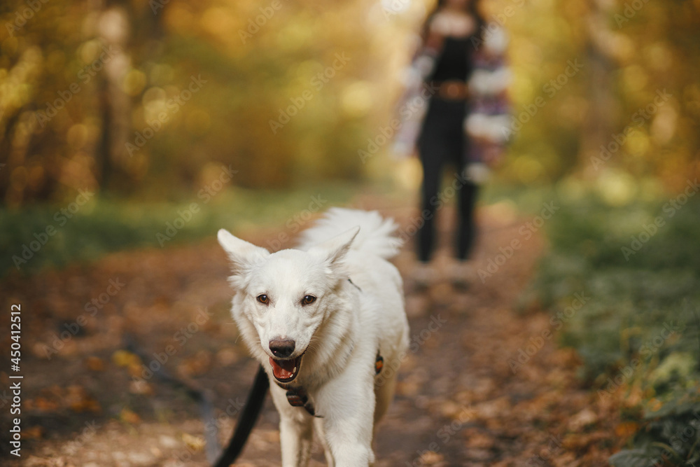 Fototapeta premium Cute dog walking on background of stylish woman traveler owner in sunny autumn woods. Traveling with pet, loyal companion. Young female hipster hiking with swiss shepherd white dog.