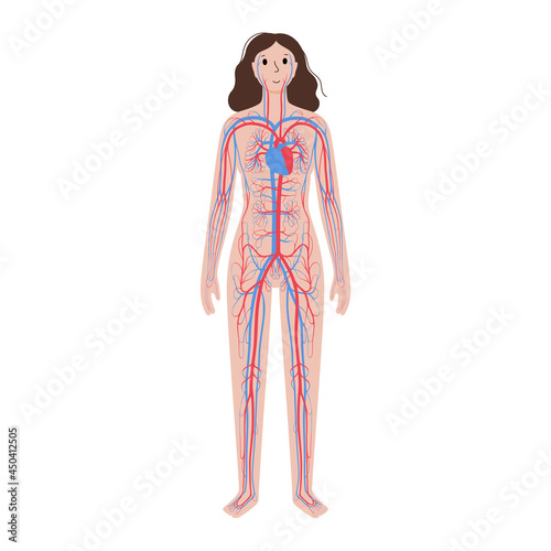 Human circulatory system