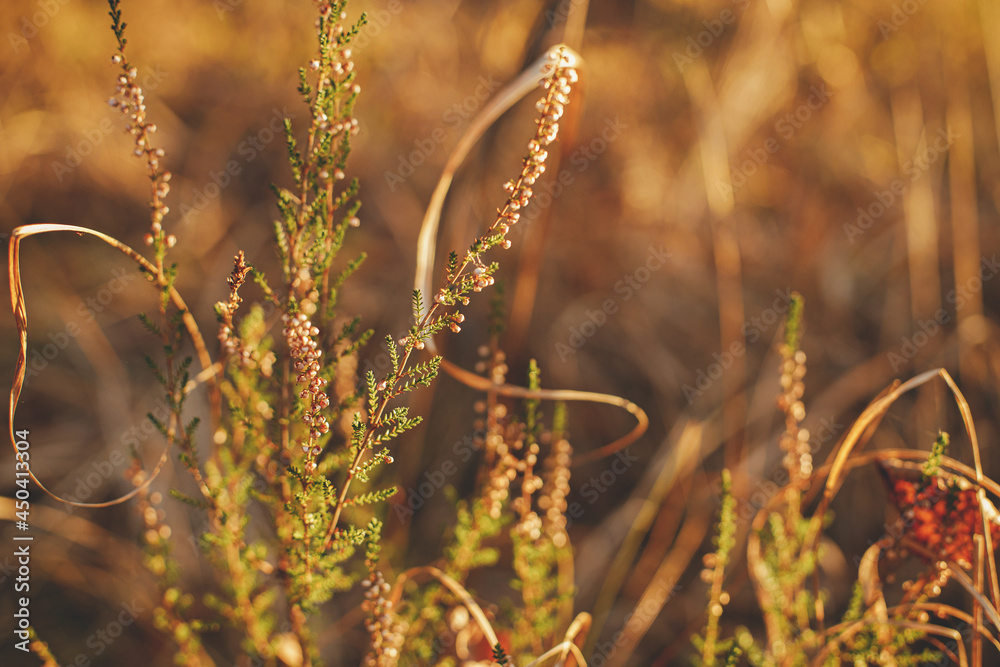 Beautiful wild heather in evening sunlight, close up. Autumnal background. Beautiful calluna vulgaris blooming in sunny autumn field and woods. Space for text Beautiful wild heather in evening sunlight, close up. Autumnal background. Beautiful calluna vulgaris blooming in sunny autumn field and woods. Space for text
