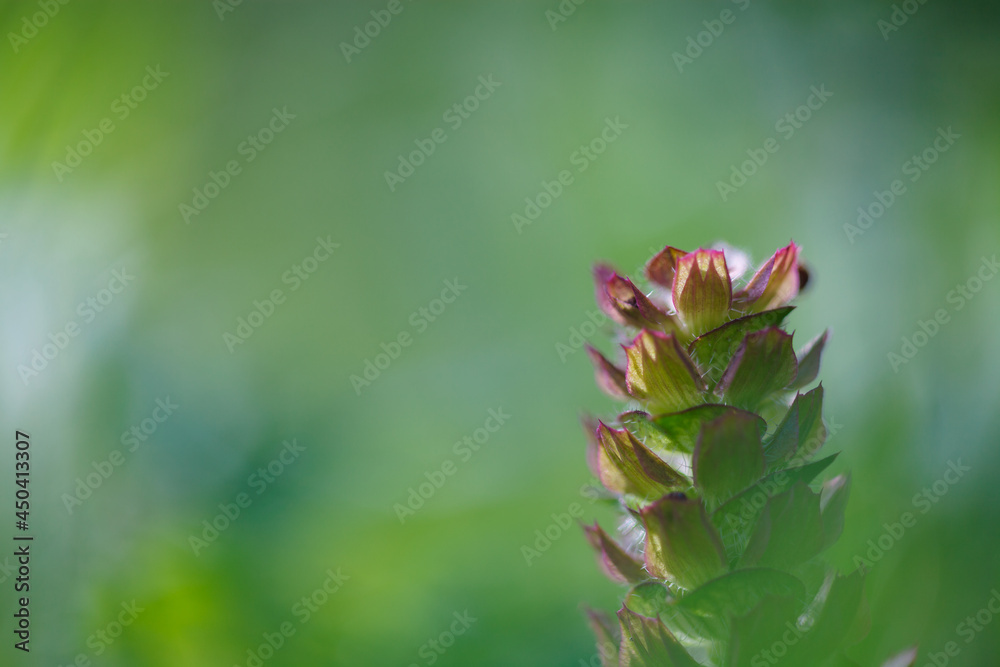 Close-up of common self-heal plant (Prunella vulgaris) with pleasant summer greenery of wildflower meadow in background Close-up of common self-heal plant (Prunella vulgaris) with pleasant summer greenery of wildflower meadow in background