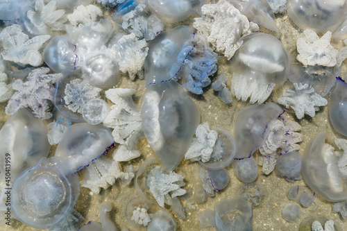 many large jellyfish near the coast. A large cluster of jellyfish in the Sea of Azov in Russia. Selective focus on blue jellyfish