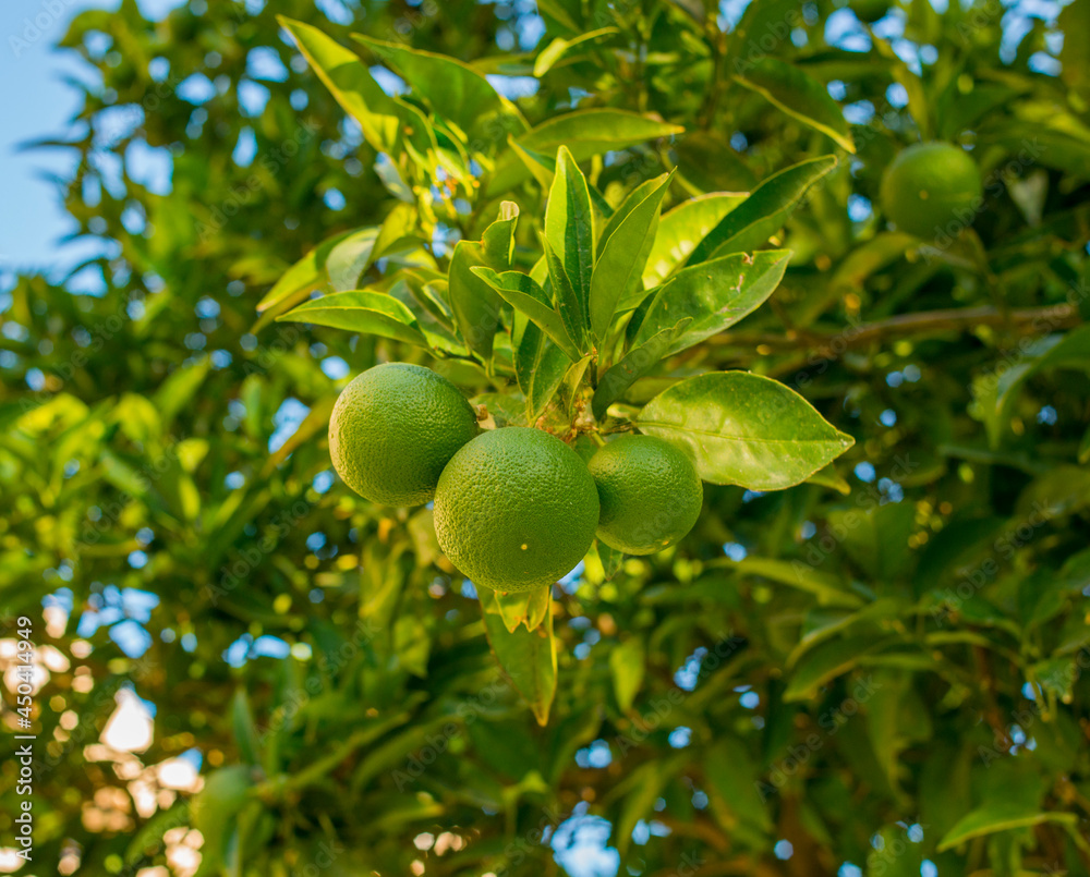 green lime fruits grow on a branch
green lime fruits grow on a branch