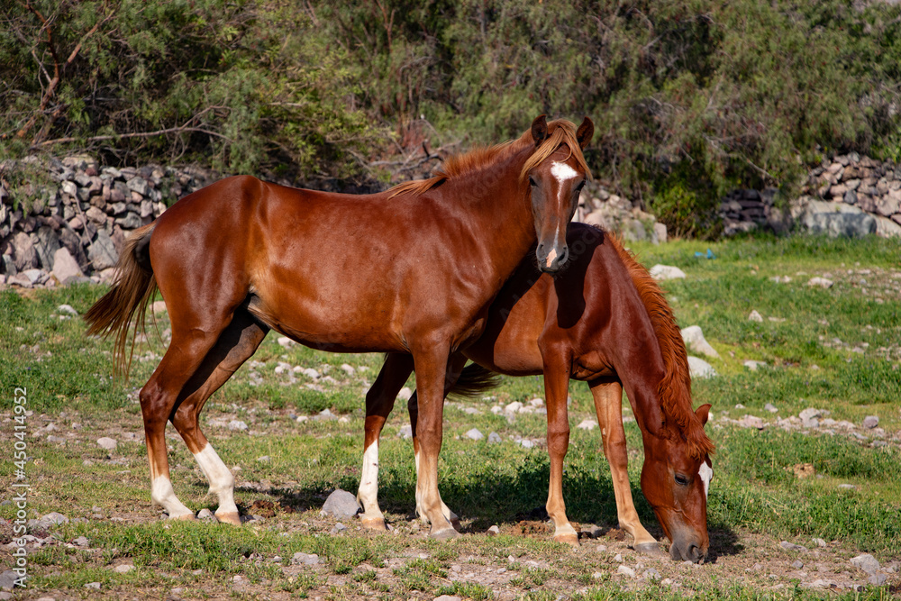 caballos, caballos de paso, yeguas, animales de granja. caballos, caballos de paso, yeguas, animales de granja.