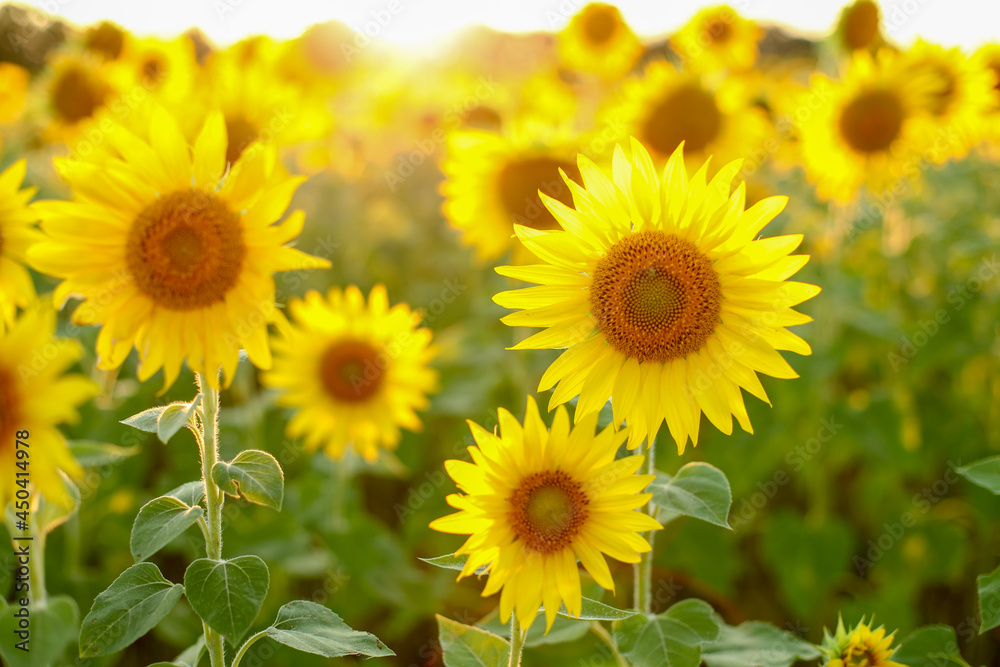 field of sunflowers, sunflowers in the field, sunflower field in summer field of sunflowers, sunflowers in the field, sunflower field in summer