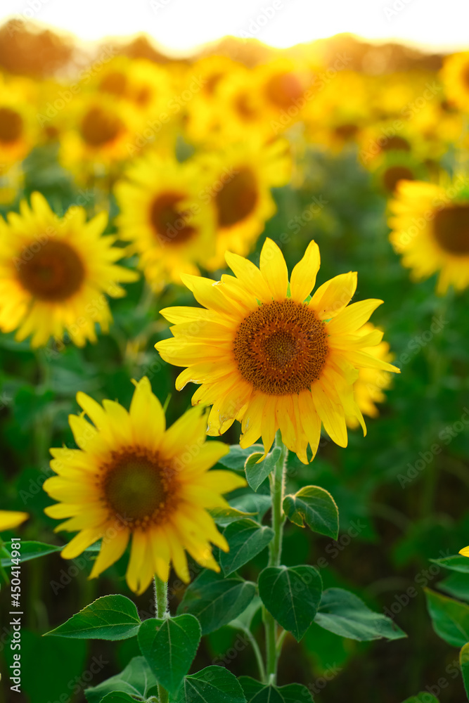  field of sunflowers, sunflowers in the field, sunflower field in summer