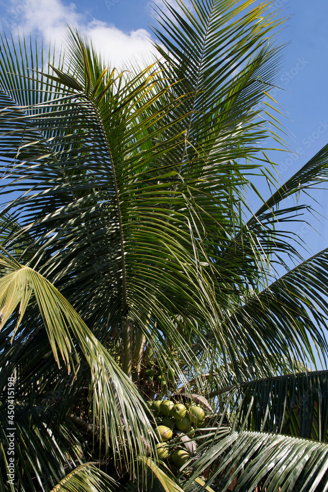 Fototapeta premium Coconut palm (Cocos nucifera) with its fruits in the city of Rio de Janeiro, Brazil