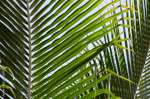 Coconut palm  Cocos nucifera  and its green leaves on a sunny day in the city of Rio de Janeiro  Brazil