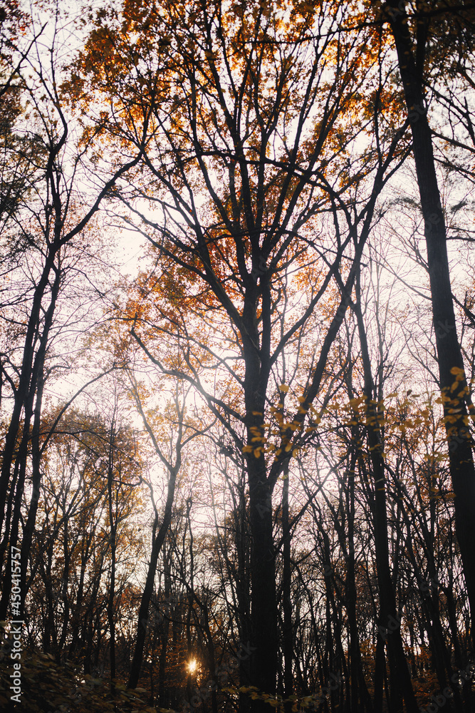 Beautiful sunset light in autumn woods. Autumnal background. Beautiful autumn trees with yellow leaves in sunny fall forest. Travel and hiking in autumn mountains Beautiful sunset light in autumn woods. Autumnal background. Beautiful autumn trees with yellow leaves in sunny fall forest. Travel and hiking in autumn mountains