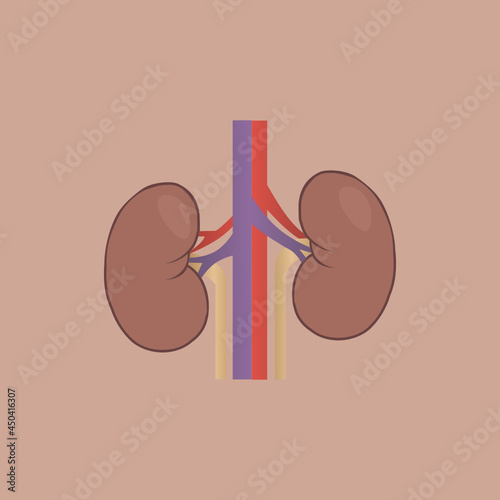vector illustration of kidneys, renal artery, renal vein and ureter anatomy on brown beige background. anatomy biology medicine medical concept. Kidneys illustration vector isolated.