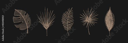 Large set of hand-drawn palm leaves of different shapes. Tropical plant on a dark isolated background. Can be used for your design. Vintage botanical illustration.