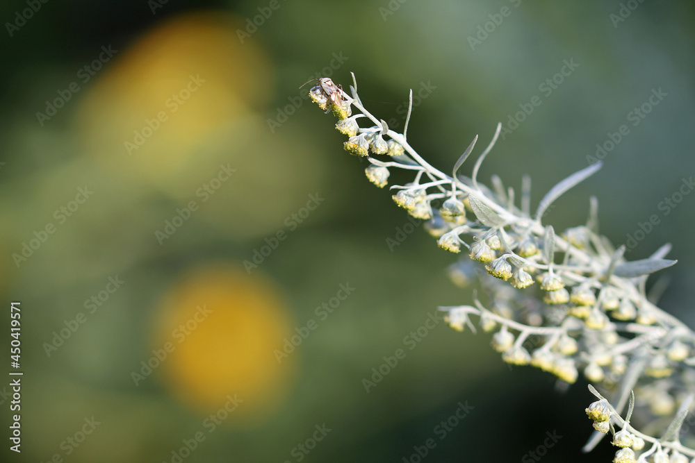 Fototapeta premium inflorescence, Artemisia absinthium L.