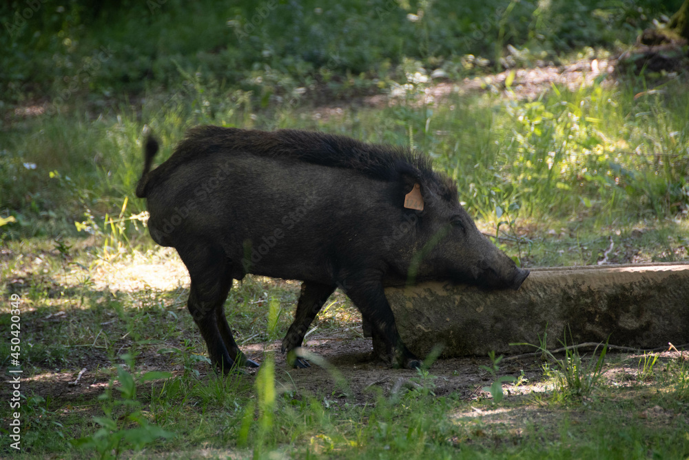 Sanglier en forêt Sanglier en forêt