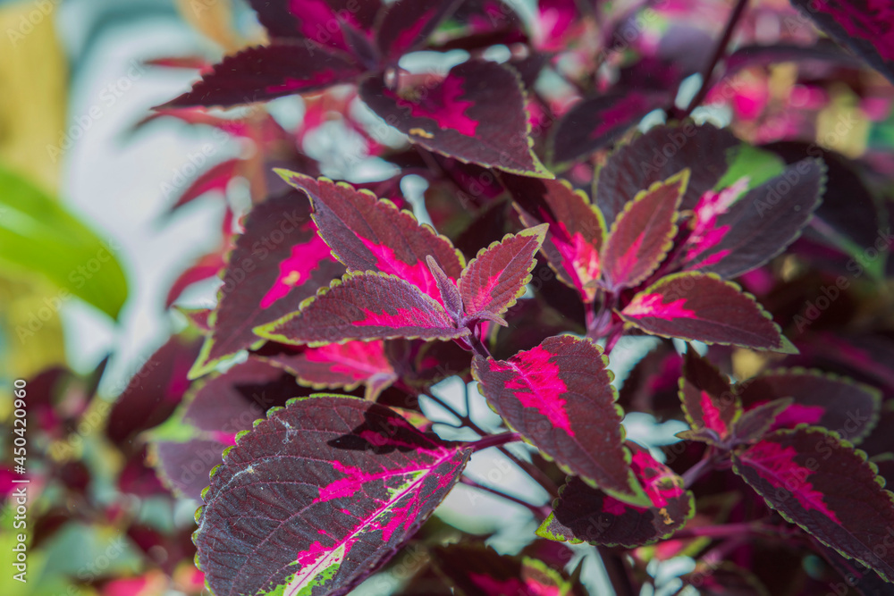 Close up top view of  woody-based evergreen perennial Plectranthus scutellarioides tropical flower. 