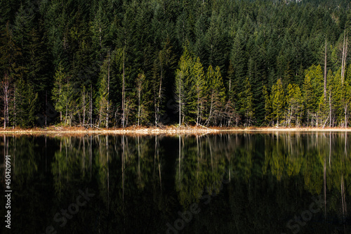 Mirrored Woods