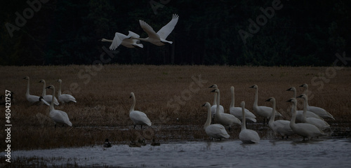 Scenic swan birds in flight on river