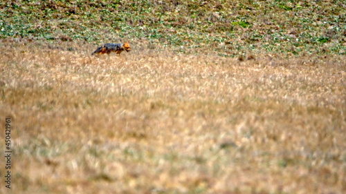 Andean fox in a field at Antisana Ecological Reserve, Ecuador