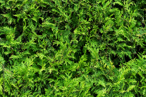 Green bushes, detailed texture photo background.
