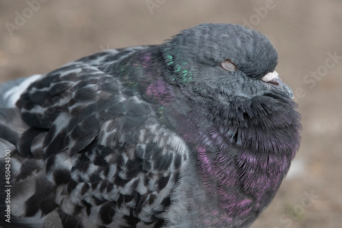 pigeon