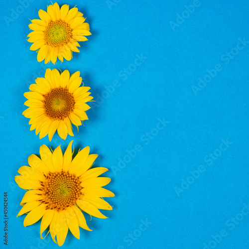 Sunflower flowers with place for text .