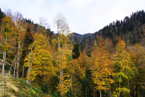 Coniferous forest and mountains  wildlife  landscape.