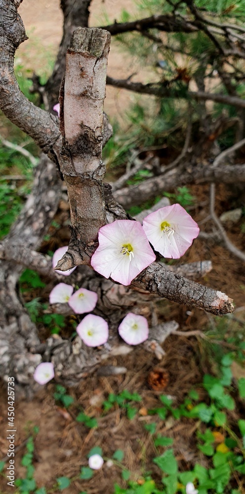 Flowers on a dry branch Flowers on a dry branch