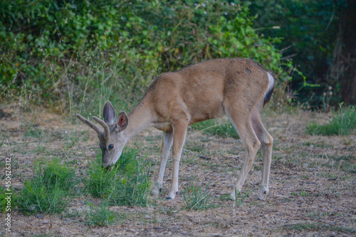 Black tailed deer wandering around Cambria, California