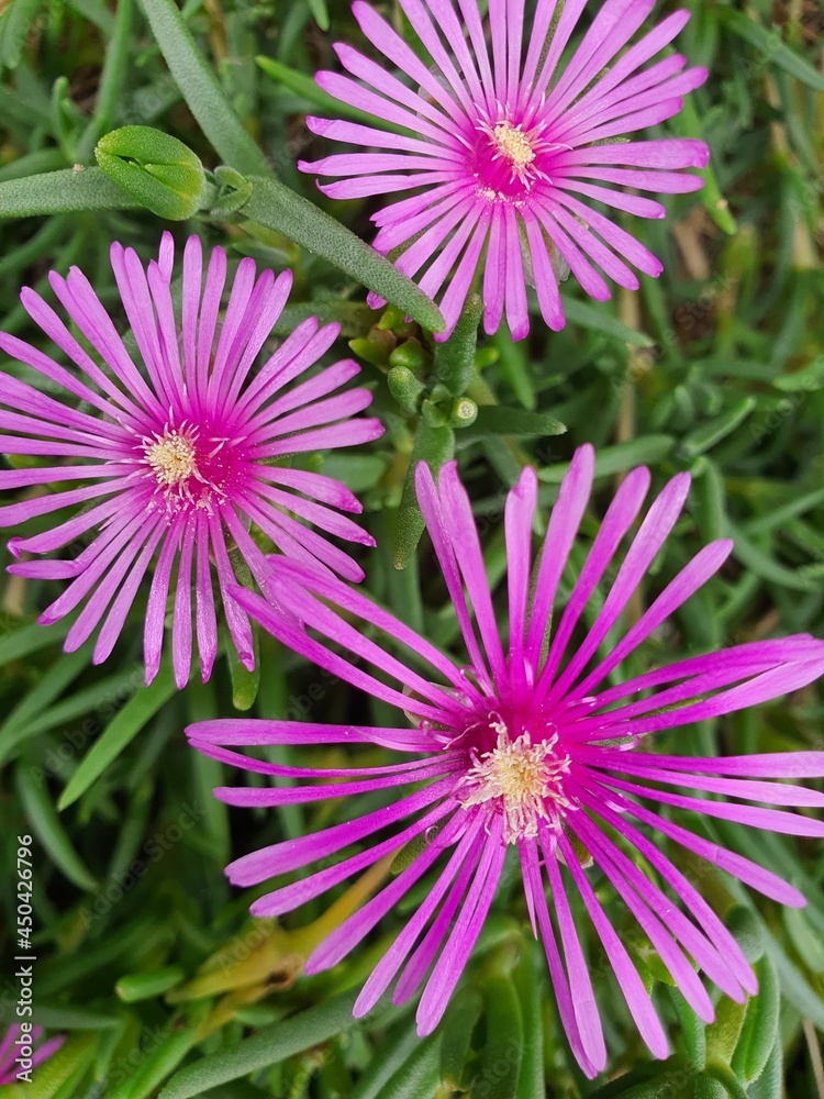 Obraz premium 송엽국