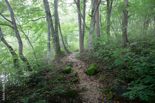 SONY country  landscape wild flower  fog pond trees  forest  path refrection lake mt sky bird nest tohoku Japan nature                                                      