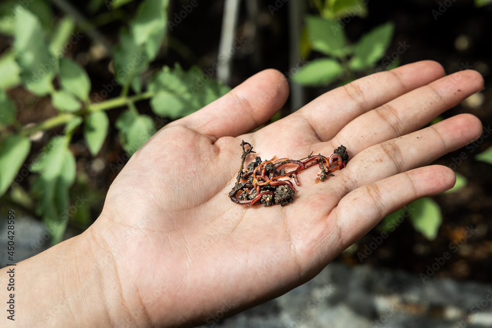 Hand holding clumps of red wrigglers earthworms against plants at background. They are used in vermicomposting to improve soil quality Hand holding clumps of red wrigglers earthworms against plants at background. They are used in vermicomposting to improve soil quality