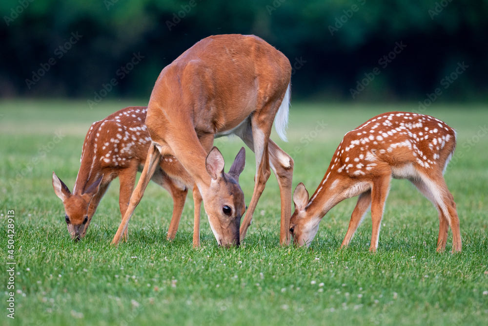 White-tailed deer doe and fawns White-tailed deer doe and fawns
