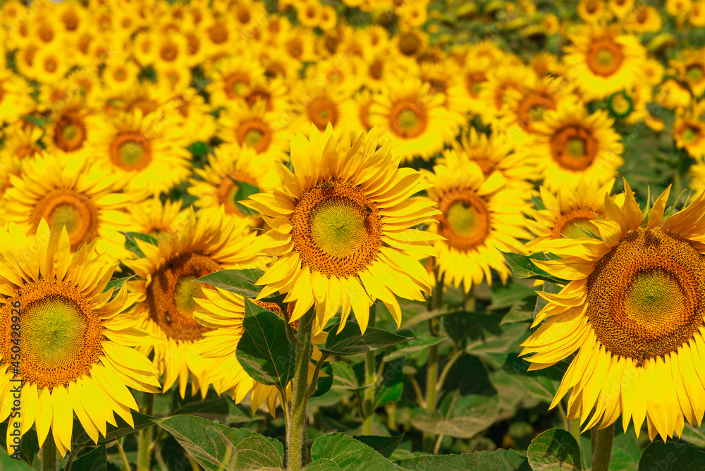 Naklejka premium Sunflowers in the field in the early morning.