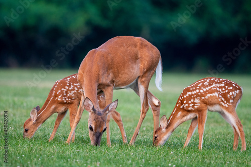 Canvas Print White-tailed deer doe and fawns