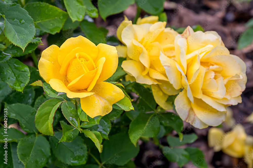 Sunny sky rose with morning dew drops
Sunny sky rose with morning dew drops
