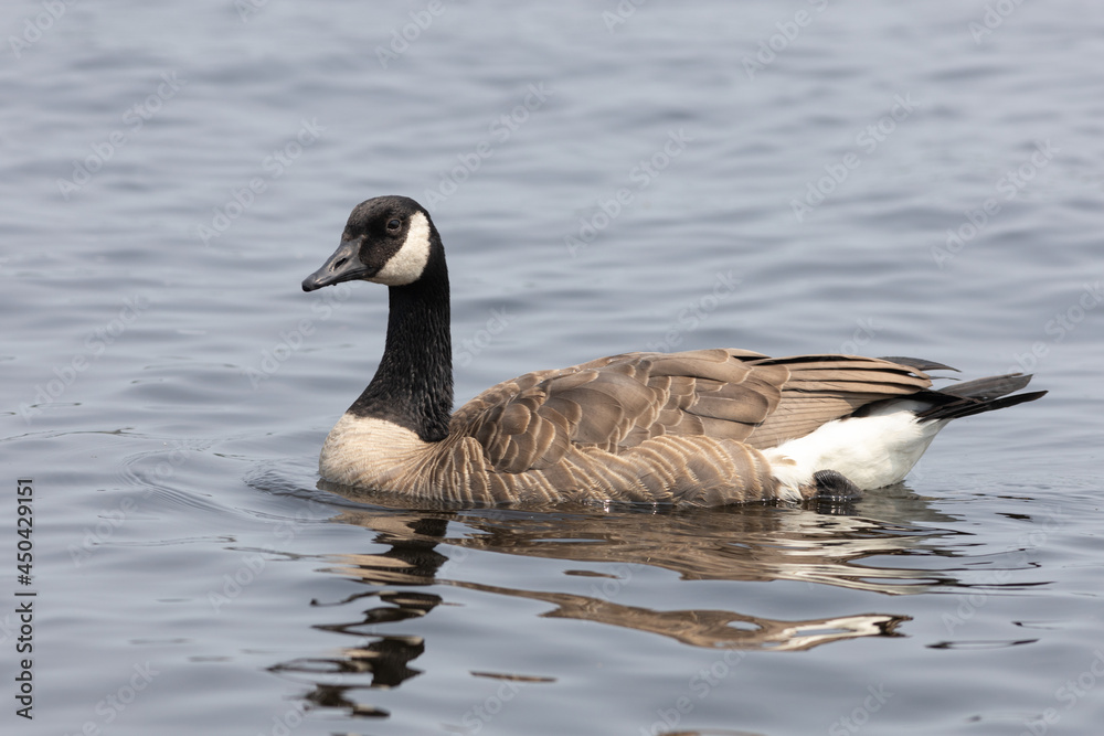 Canada goose swimming on the water Canada goose swimming on the water