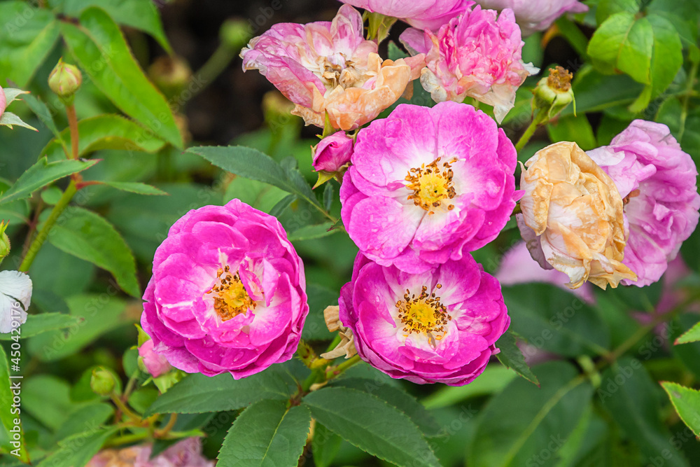 Fototapeta premium Sven rose with morning dew drops