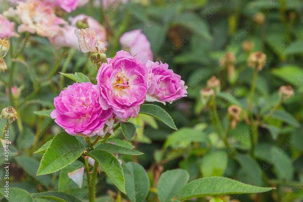 Sven rose with morning dew drops