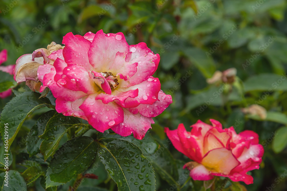 rainbow sorbet rose with morning dew drops
