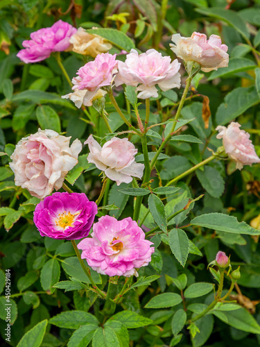 Fotografía Sven rose with morning dew drops